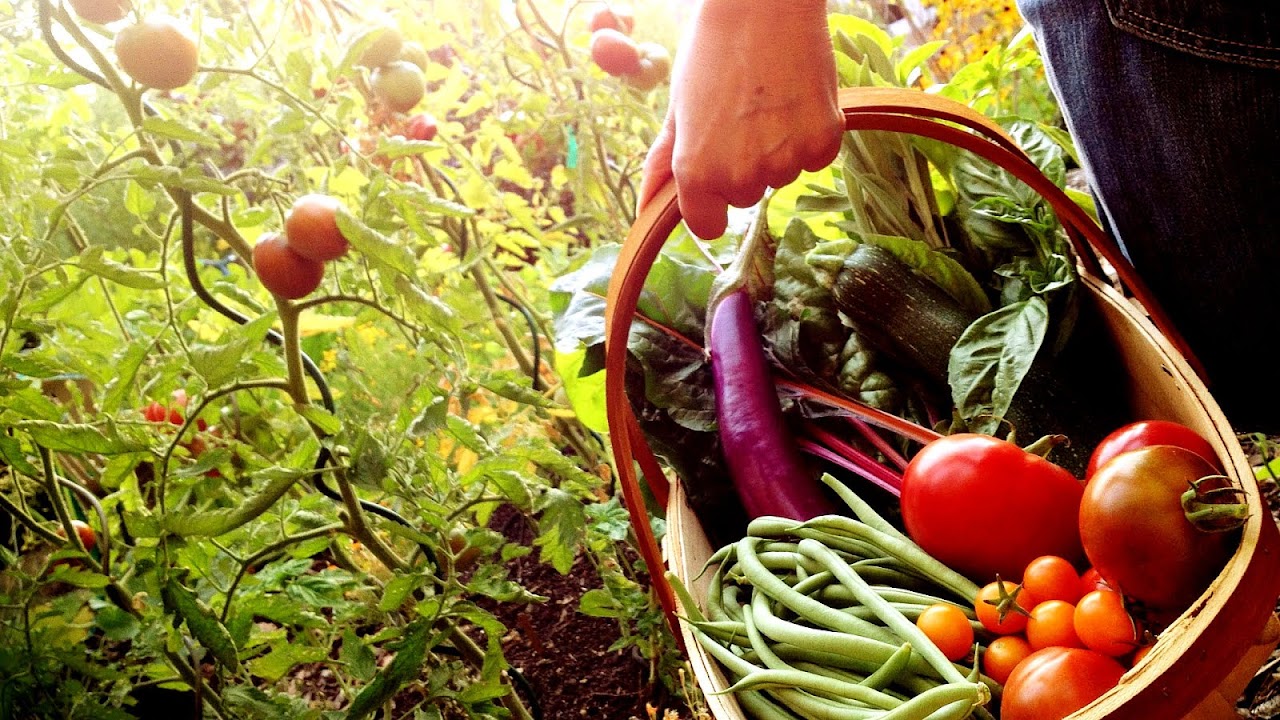 Parsley Full Sun Vegetables Vege Choices