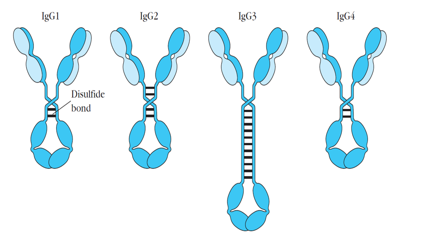 kru's biology Antibody classes and Biological activities