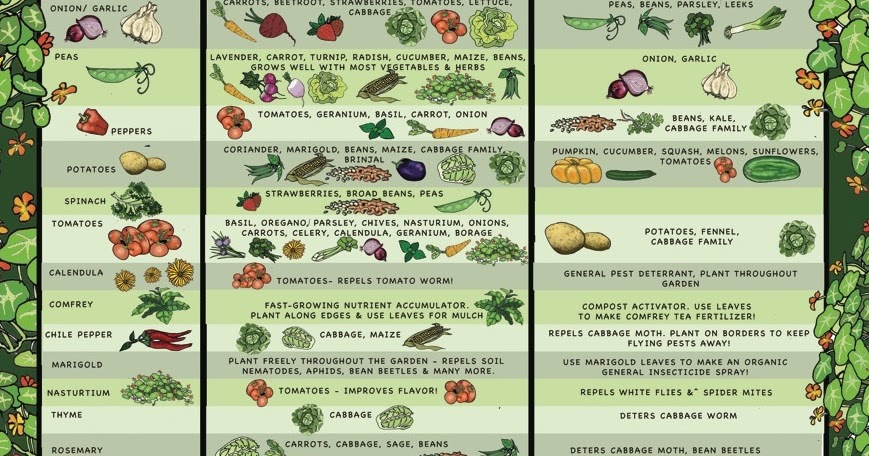 Companion Planting Guide