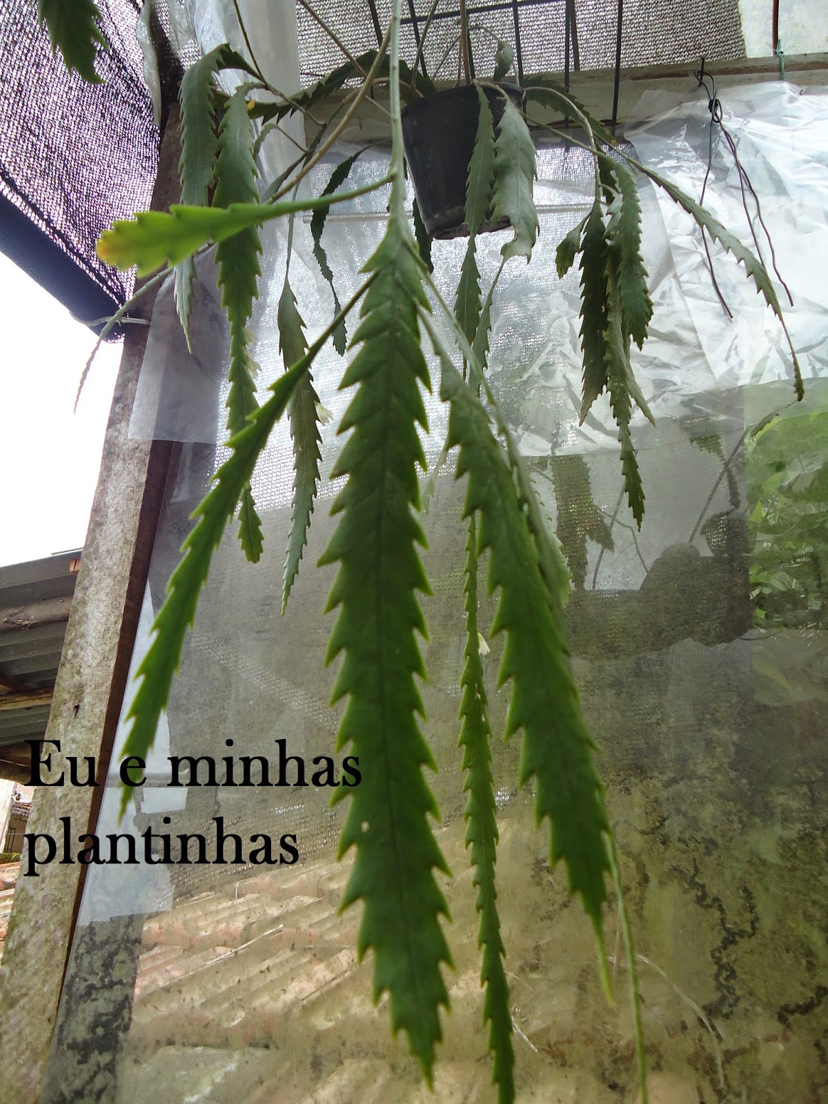 Eu e minhas plantinhas: Cacto serrote (Lepismium houlletianum).