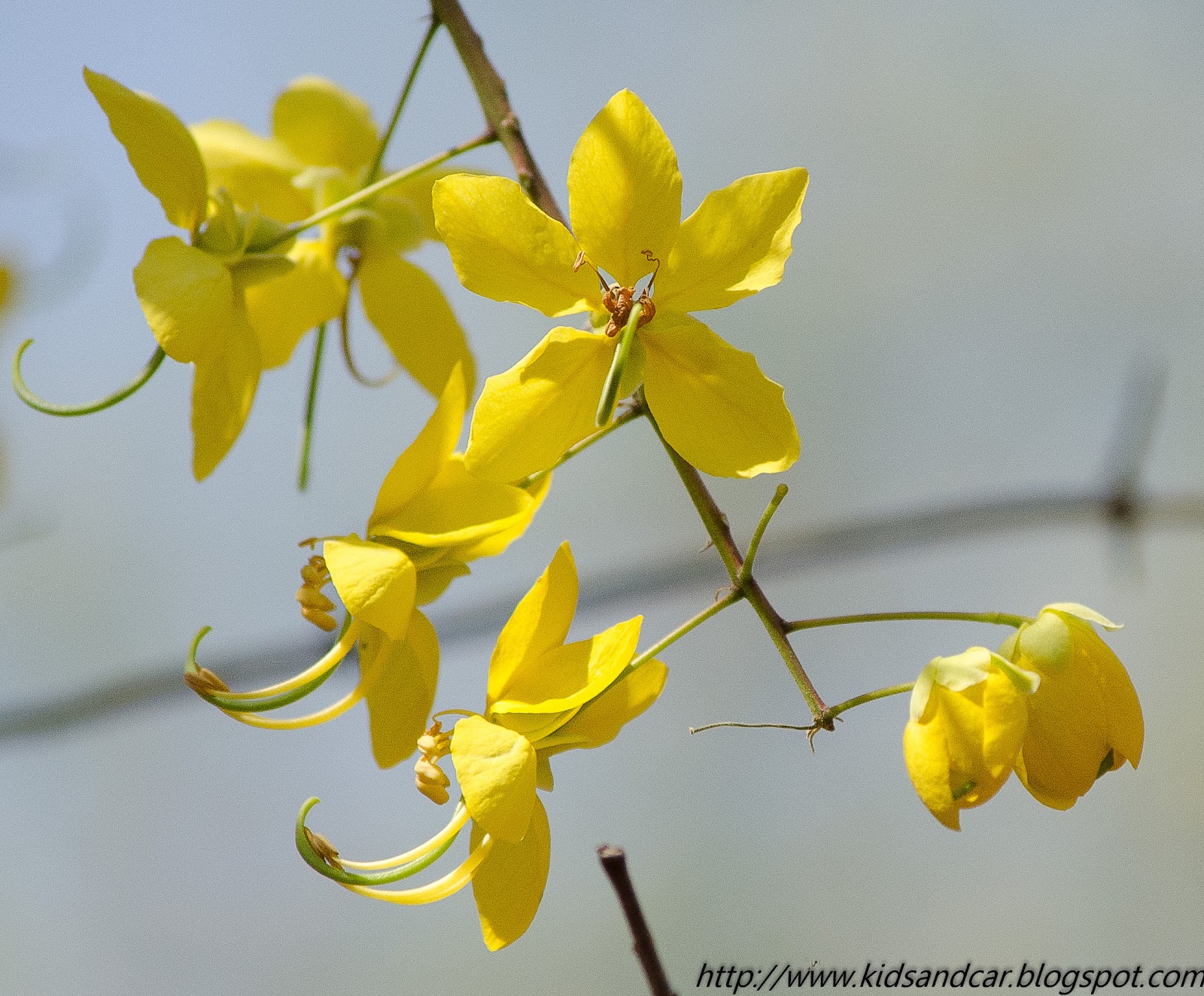 Yellow flowers of Cassia fistula or Amaltas 