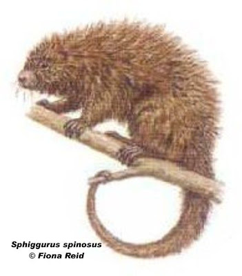 Coendú chico Sphiggurus spinosus