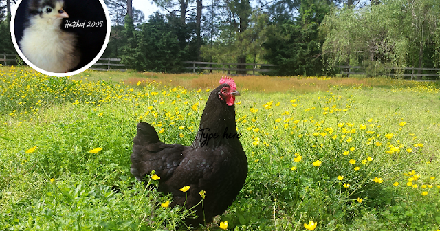 Featured image of post Colored Chickens Lifespan : She has a long history.
