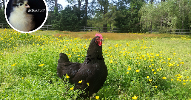 Featured image of post Colored Chickens Lifespan / Was kept at farms and reared during winter inside to have.