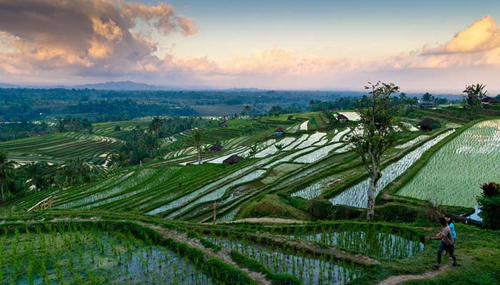 Persawahan Jatiluwih Tertutup untuk Pembangunan Fisik