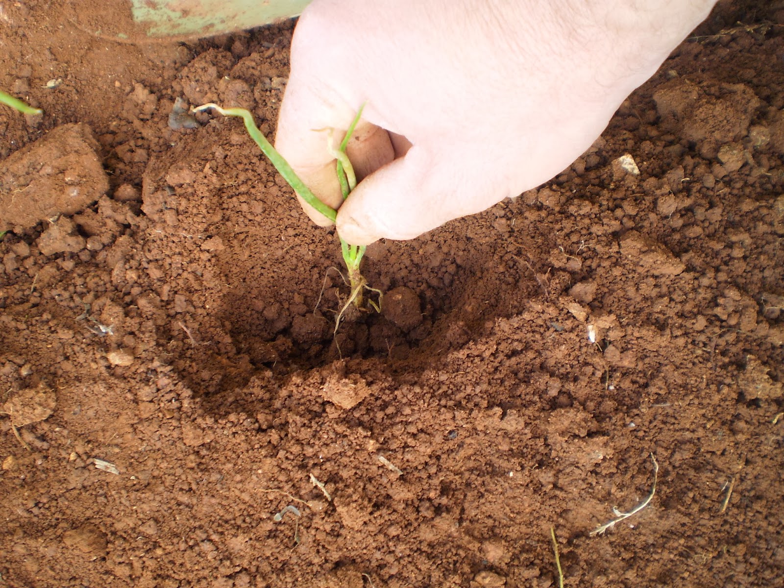 EL BLOG DE LA ELENA UN BLOG DULCE DIVERTIDO Y ENTRETENIDO Cultivar 