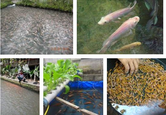 Syarat Lahan Usaha Budidaya Ikan Nila yang Berhasil untung Besar Syarat Lahan Usaha Budidaya Ikan Nila yang Berhasil untung Besar