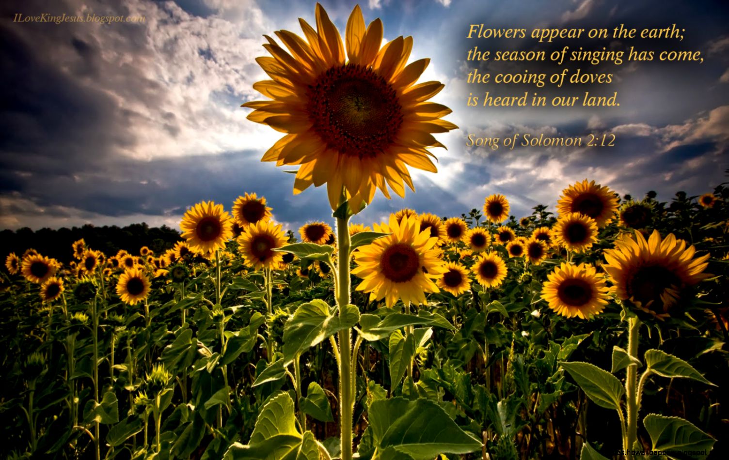 Download HD New Year 2016 Bible Verse Greetings Card  Wallpapers