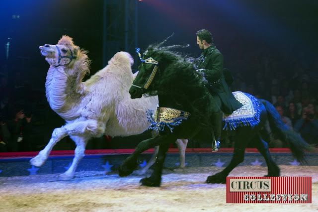 Spectacle, chevaux, chameaux, Maycol Errani