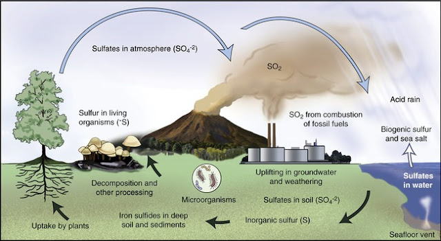 Sulphur Cycle or Sulphur Transformations Sulphur Cycle or Sulphur Transformations