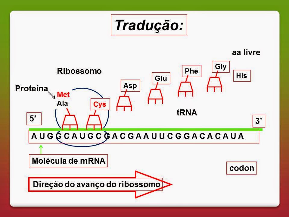 ENSINO GENÉTICA FAMASUL: TRANSCRIÇÃO DNA/RNA, TRADUÇÃO E SÍNTESE DE ...