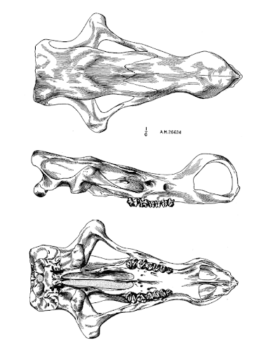 Gobiatherium skull