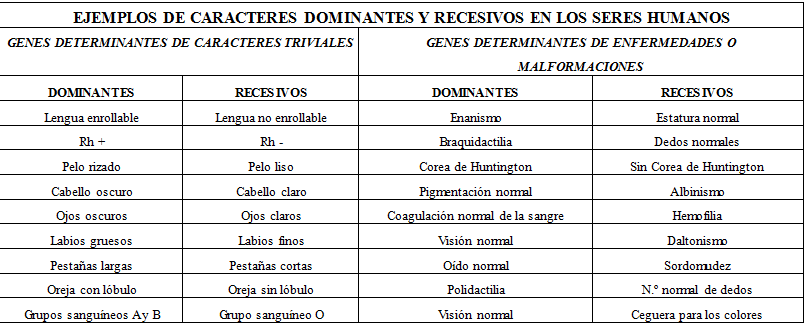 Caracteres Dominantes Y Recesivos En El Ser Humano biologiaygeologia4oja.blogspot.com