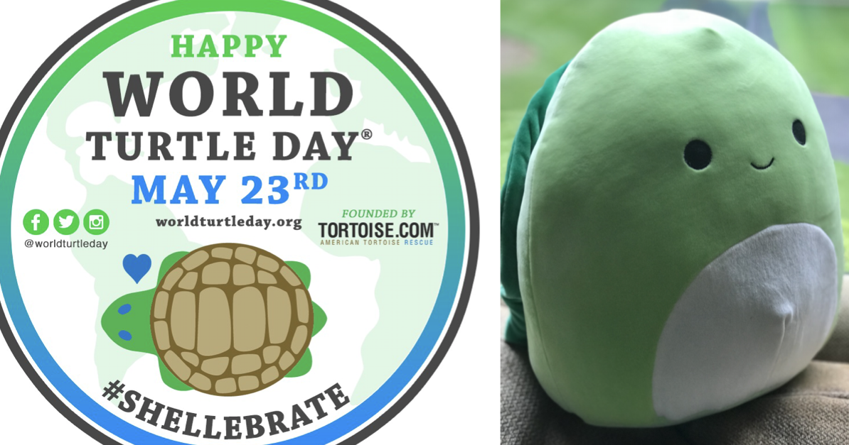 turtle squishmallow