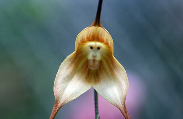 Dracula Simia bunga Orkid berwajah monyet di kelopaknya