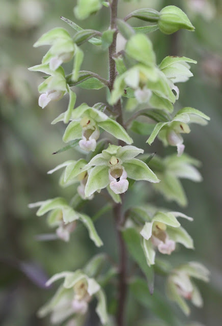 Violet Helleborine - Buckinghamshire