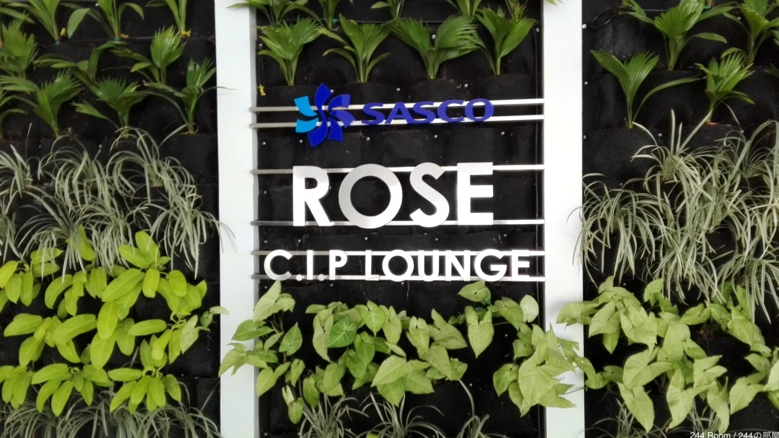 sasco-cip-rose-lounge