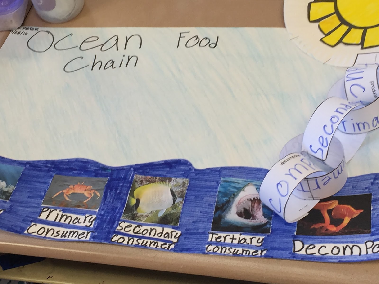 Fabulous in Fifth!: Food Chain CHAINS Biology Diagrams