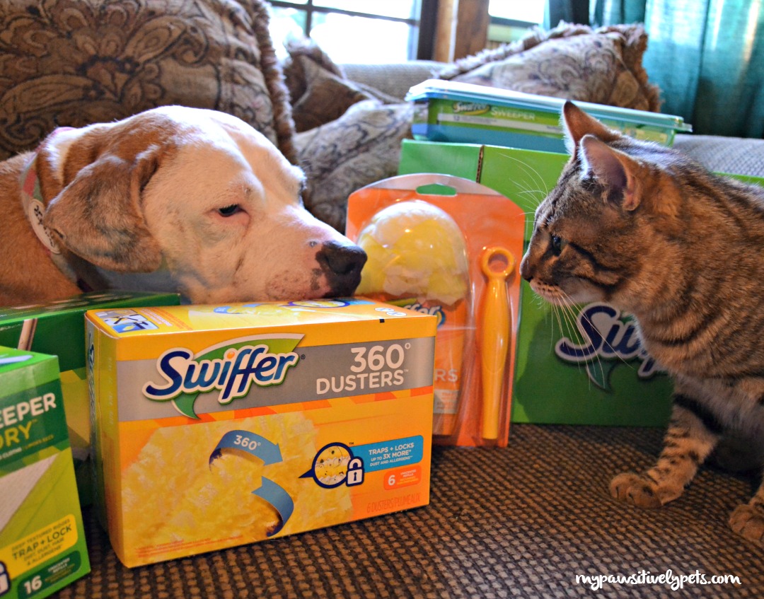 Pet Blooper Reel 13 Pawsitively Pets