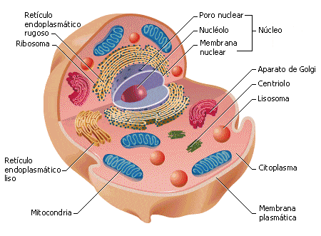 celula eucariente