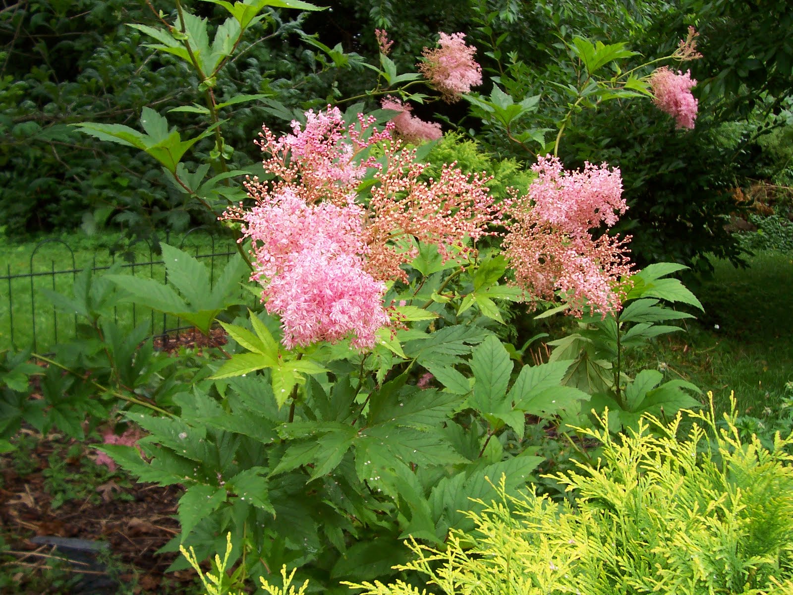 Queen of prairie plant