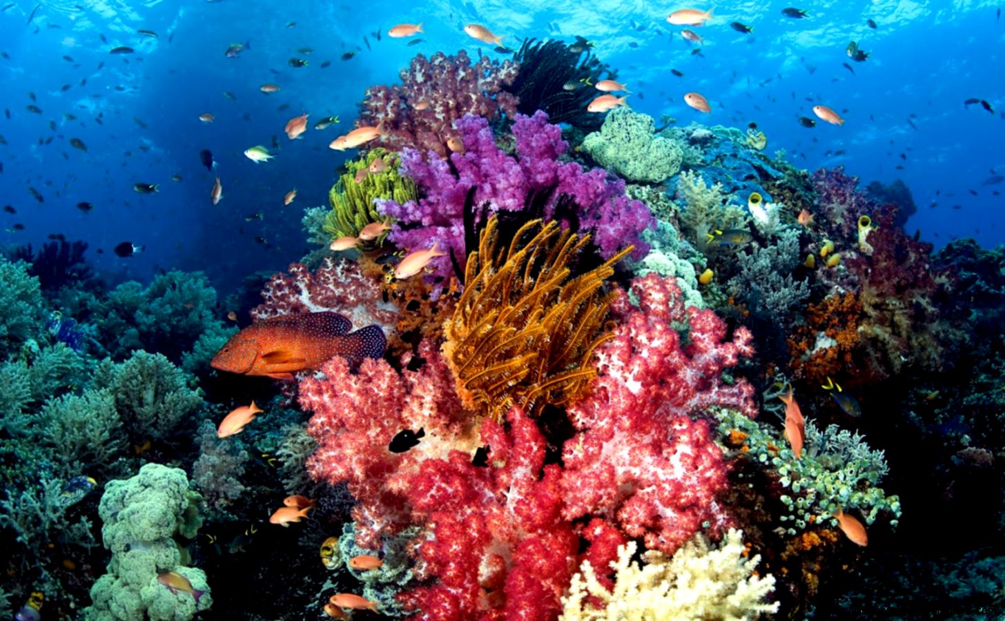 Colorful C Reef Wallpaper