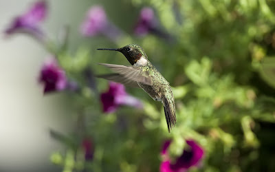 Hermoso colibri entre las flores 