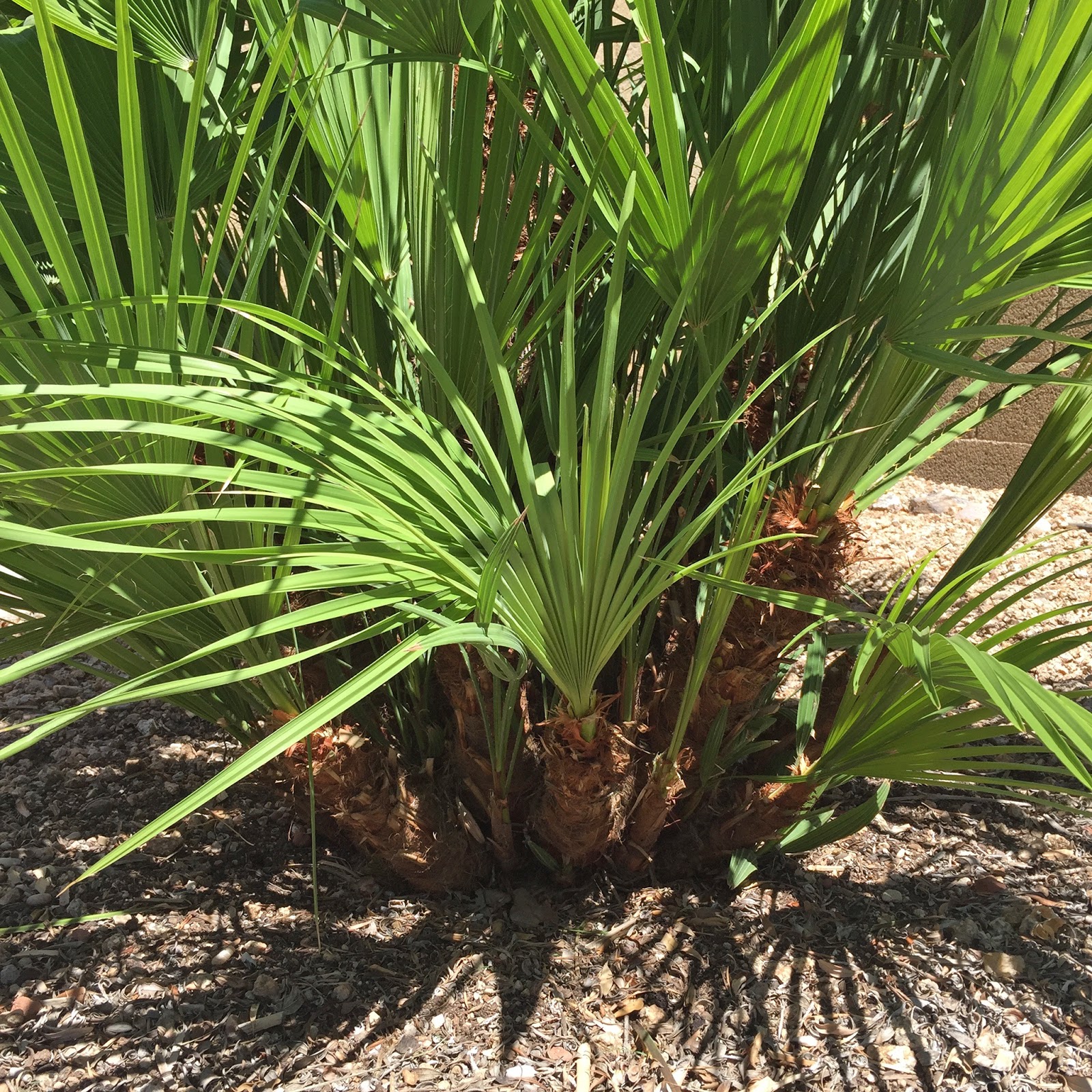 Brad's Tropical Paradise The strange way that Mediterranean palm trees