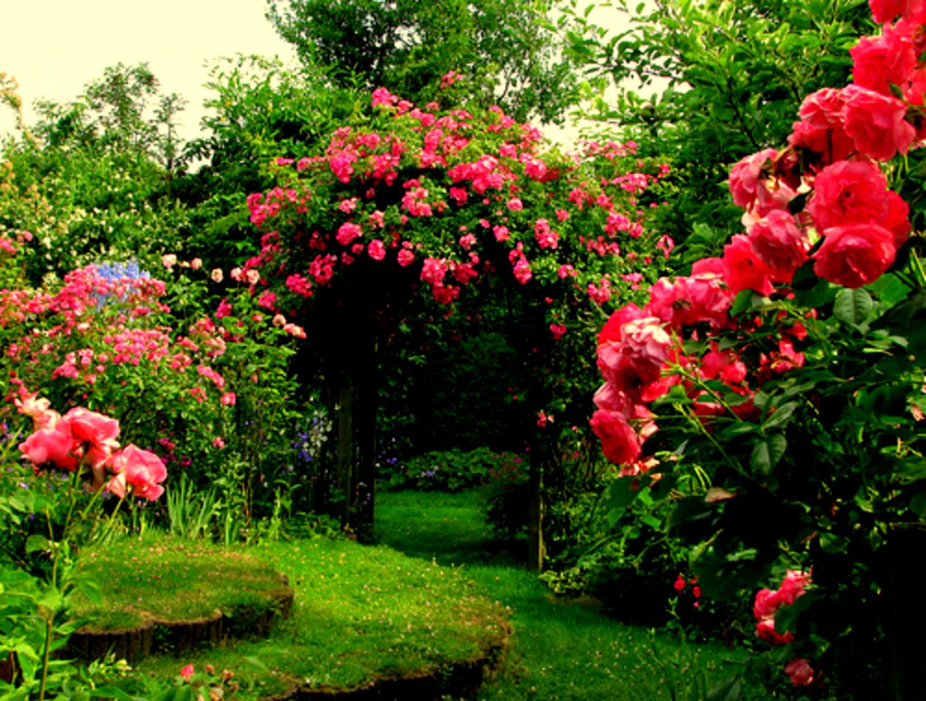 Rose Garden Wallpaper  Rose Garden Photos  Cool Wallpapers