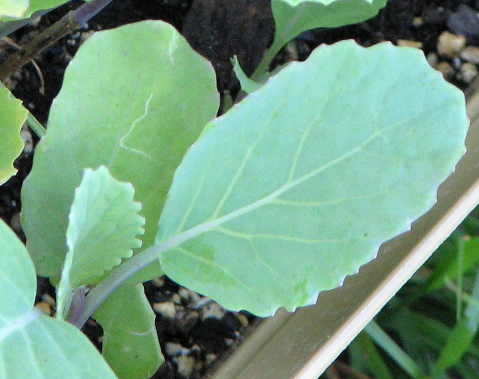 The Back Forty Walkabout