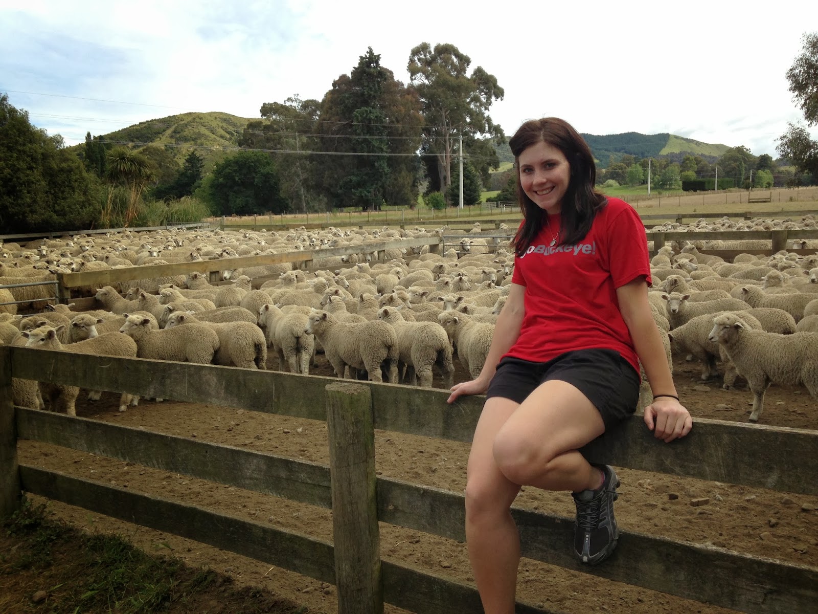 Caroline's Cues: Come to a New Zealand sheep farm. 'Ewe' wouldn't ...
