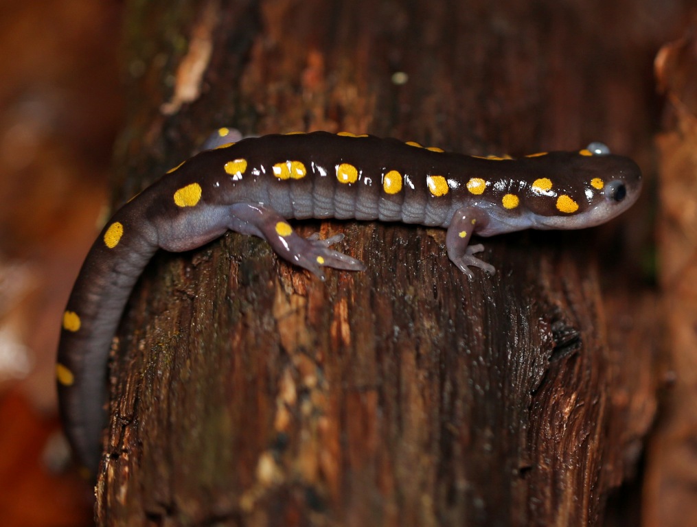 Ohio Birds and Biodiversity Salamanders sluggish this spring