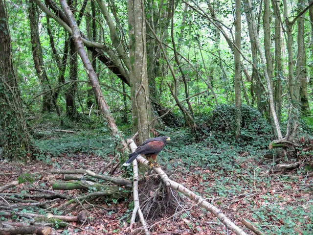 Harris Hawk at Mount Falcon estate in County Mayo, Ireland