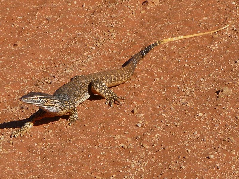 Ian Fraser, talking naturally Goanna, Go!