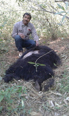 "The Female bear victim of Poachers"