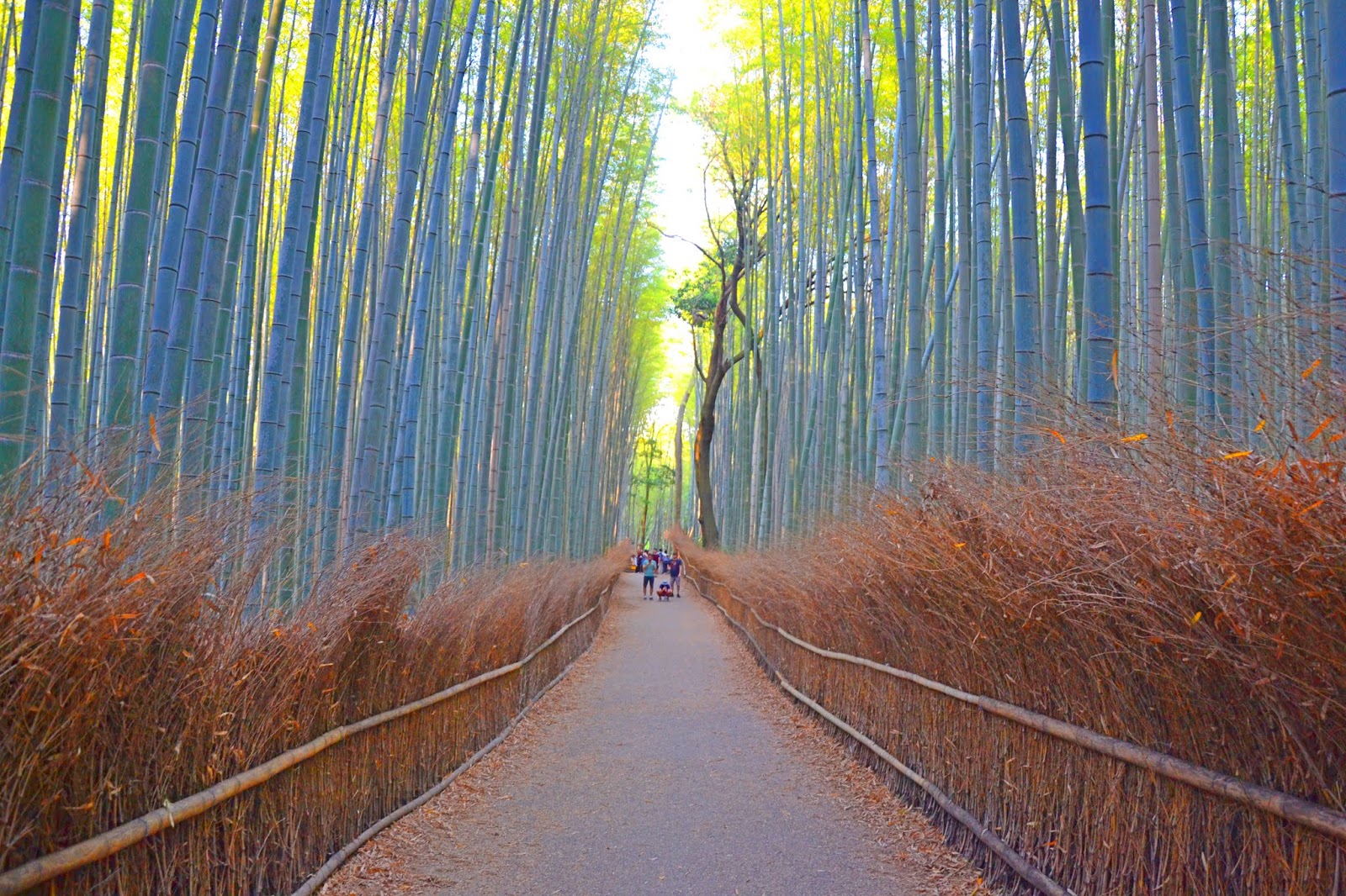 Kyoto Arashiyama Bamboo Grove