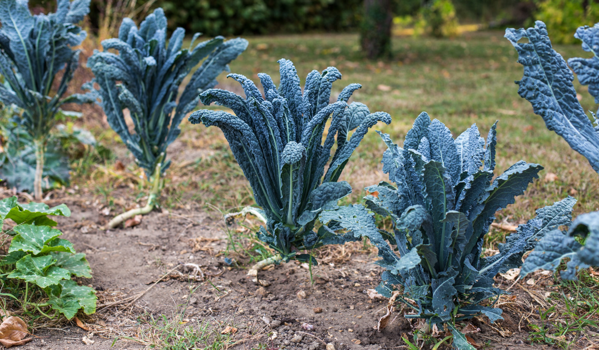 wcs dinosaur kale wcs dinosaur kale