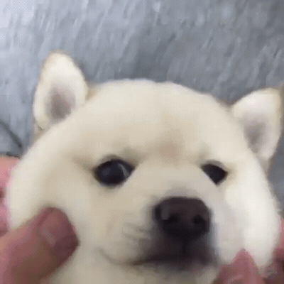 dog_f.gif