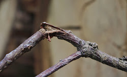 begins freedom fly bird eingestellt kommentare diesem keine links um zu