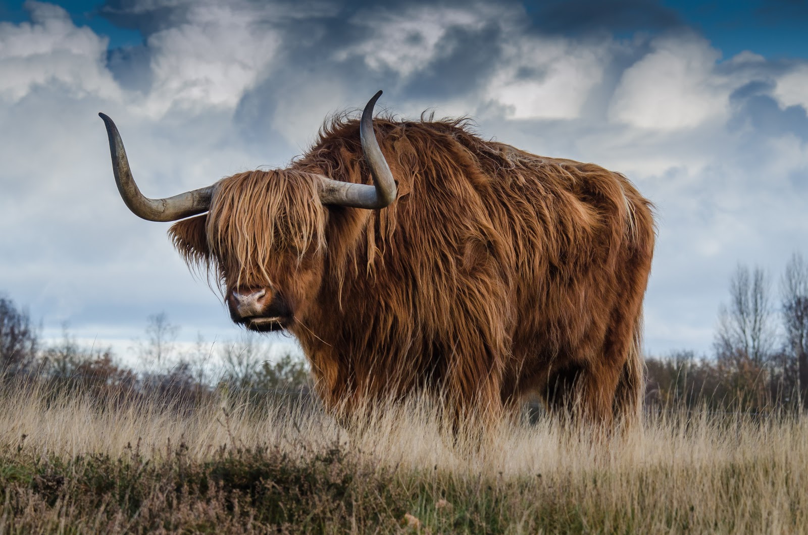 牧草地に大きく佇む一頭のハイランド牛
