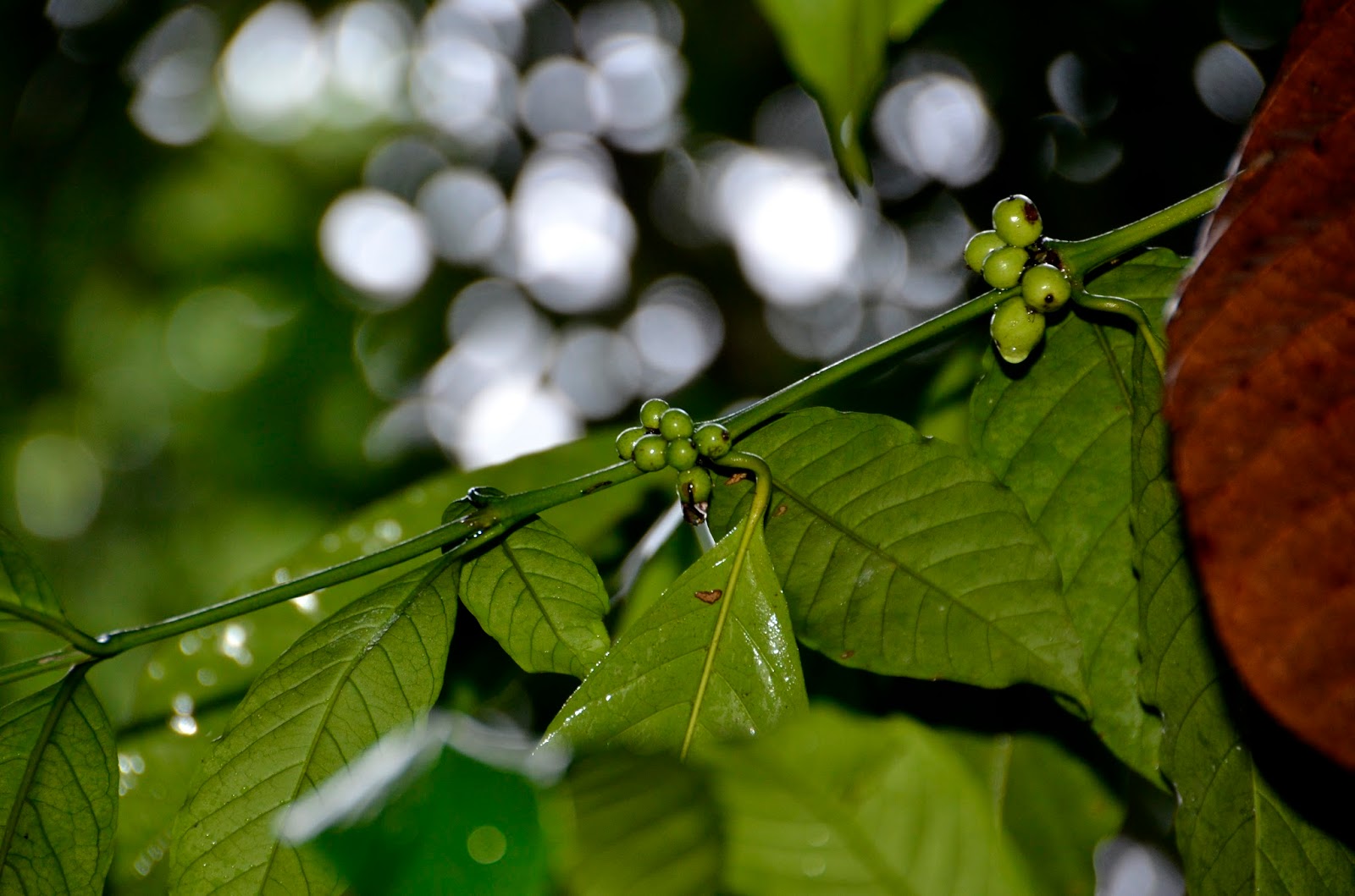 Кофейные плантации на Бали и дегустация Копи Лювак (Kopi Luwak ...