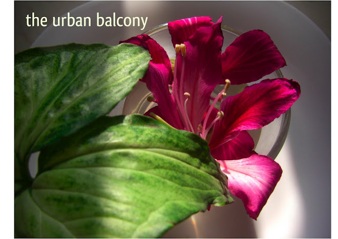 the urban balcony