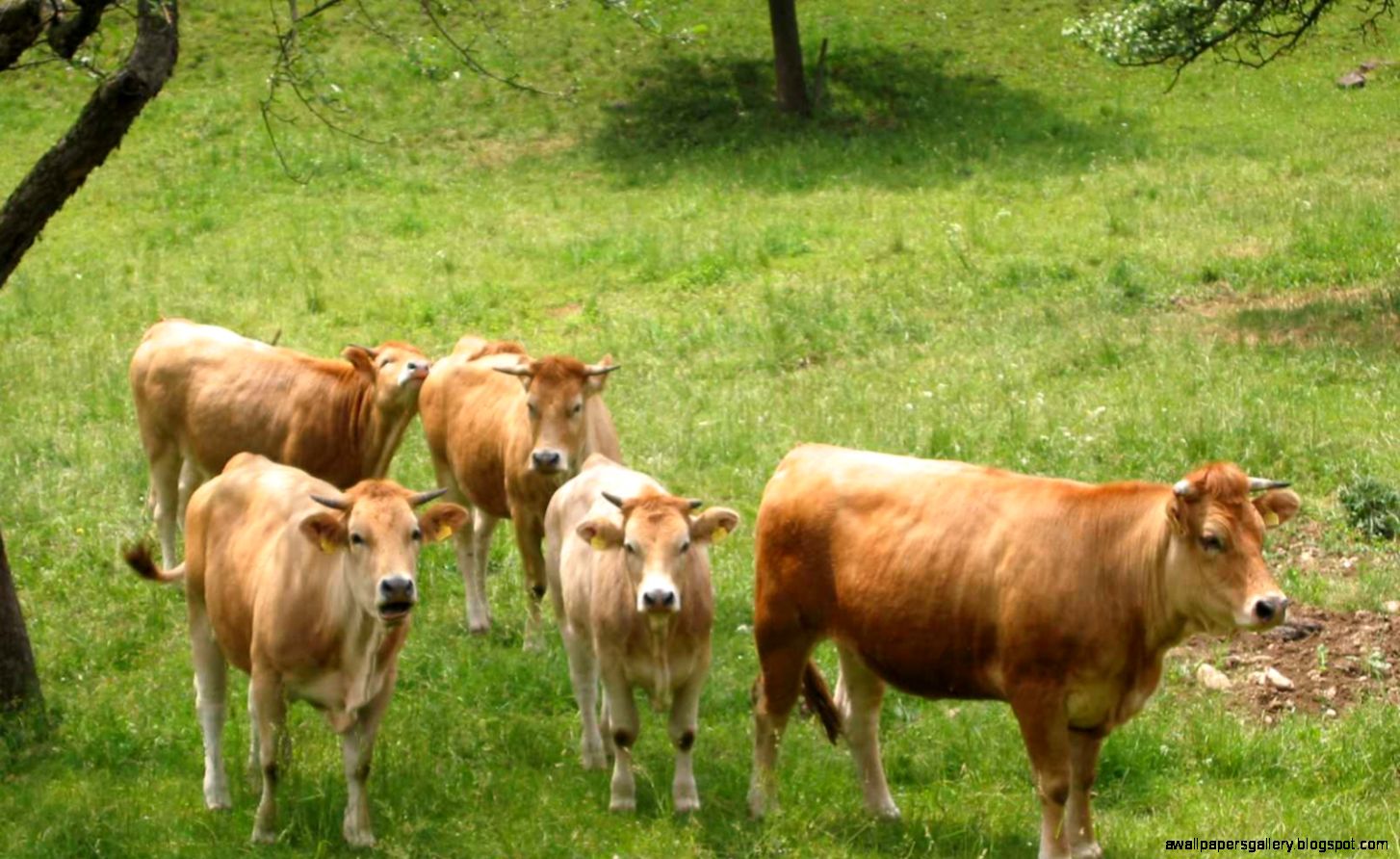 Farm Animals Collection   Domestic Animals Photo 5356447   Fanpop