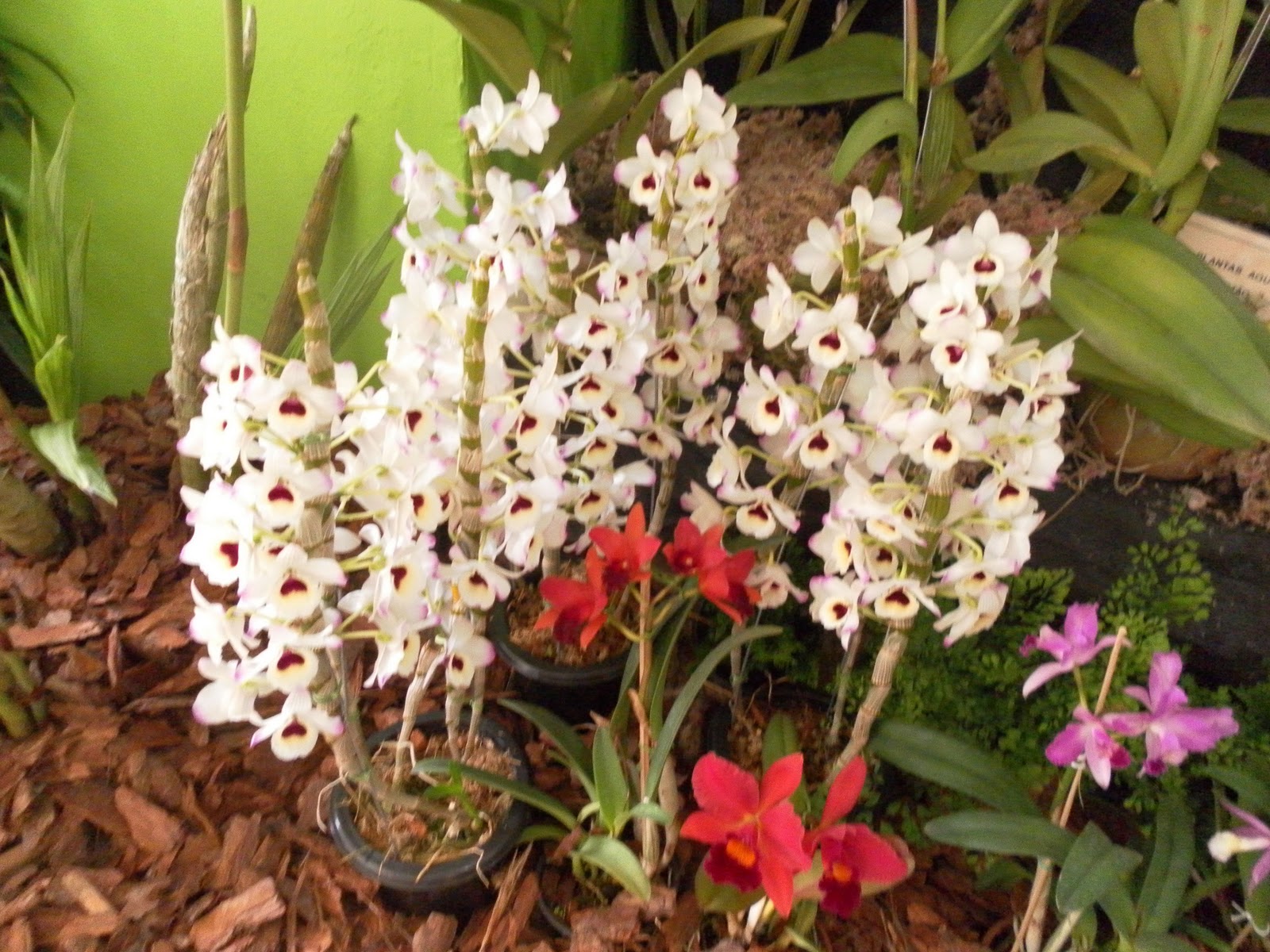 Paixão por orquídeas Meu orquidário Exposição na Florália Niterói/RJ