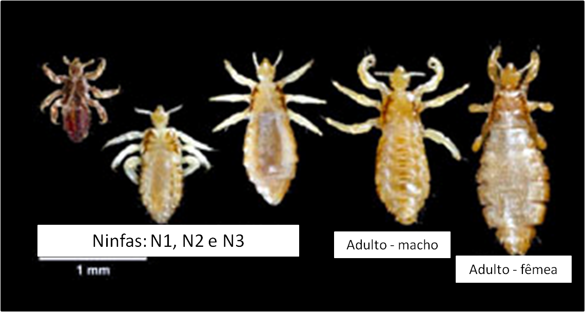 Ciência da Vida Piolhos insetos que