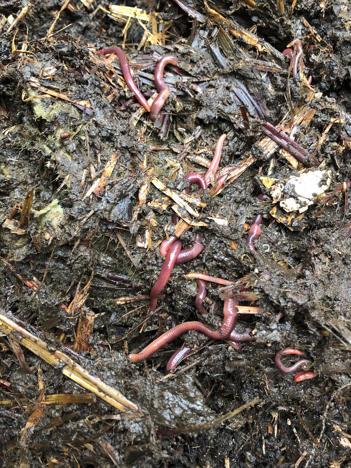 Worm Compost