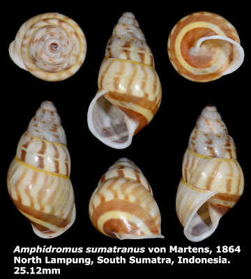 Amphidromus sumatranus 25.12mm