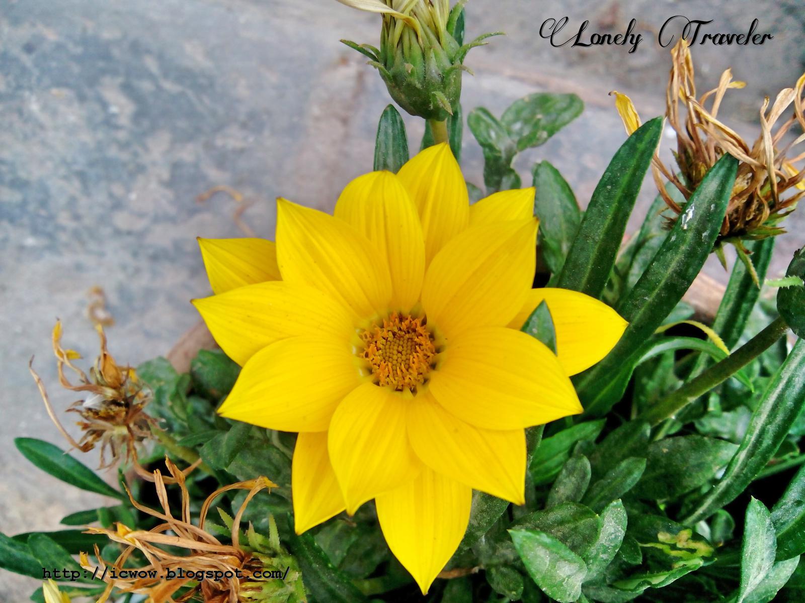 Treasure flower Gazania rigens