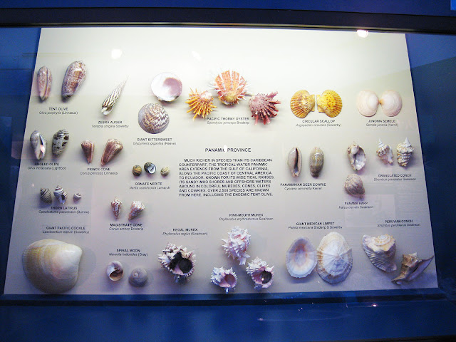 Shells from Panama