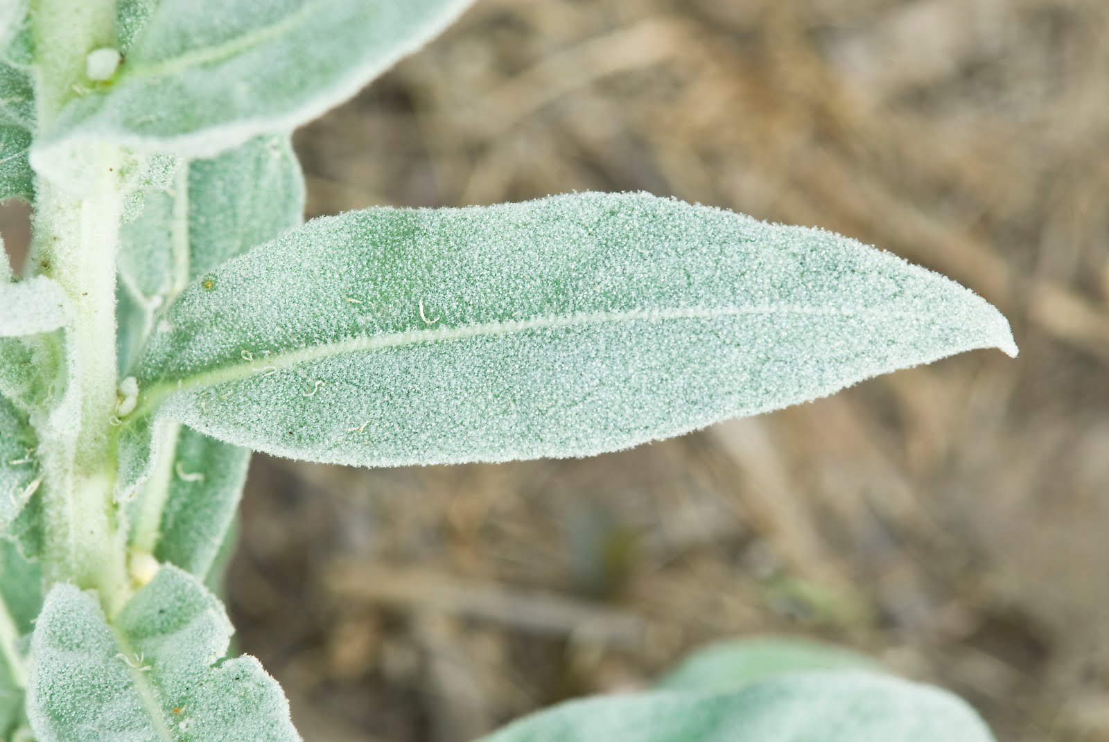 Indiana Plant A Day Common Mullein